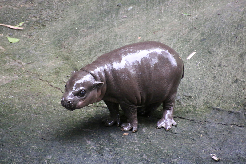 Illustration for article titled This Baby Pygmy Hippo Is the Cutest Thing on Planet Earth (No Arguing Please)